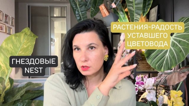 Растения-радость уставшего цветовода. Обзор моей коллекции гнездовых антуриумов