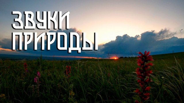 Звуки природы / Сверчки и птицы / Закат на цветочном лугу