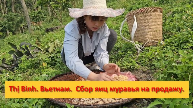 Thị Bình. Вьетнам.  Сбор яиц муравья на продажу.
