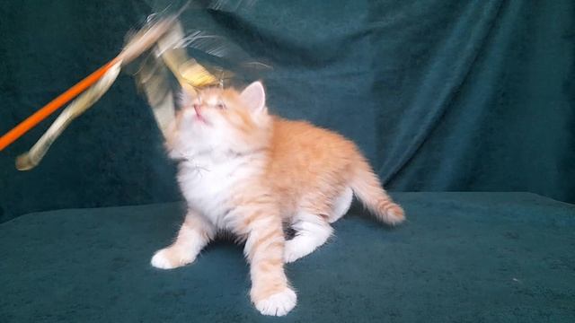 Кaроль Baraj*RU