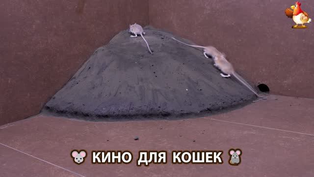 Видео для кошек про крысок развлекать питомцев 🐭🐀😂 (377)