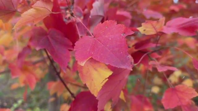 🍁 Осенние листья с эффектом боке // Футаж