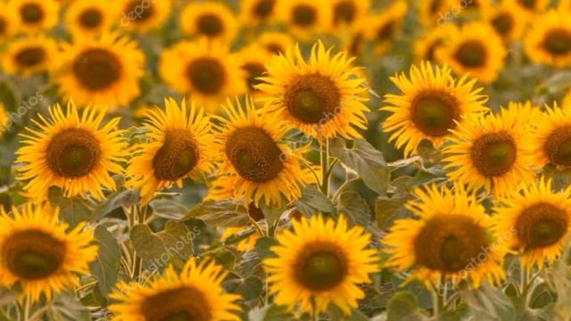 песня Подсолнушки