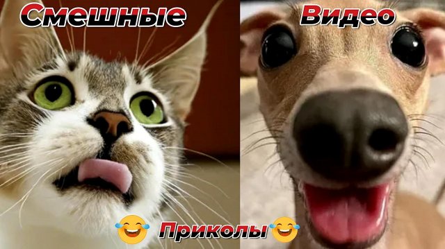 Смешные видео приколы|Коты и собаки|Юмор и Приколы.