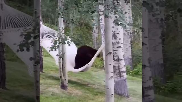 Мишка очень хотел отдохнуть в гамаке, но так и не смог #shorts