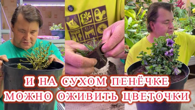 Эти простые правила помогут вам легко и просто черенковать любые растения.