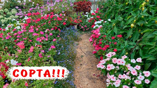 Знакомьтесь с разными сортами катарантусов. Выбираем катарантусы для выращивания в этом сезоне