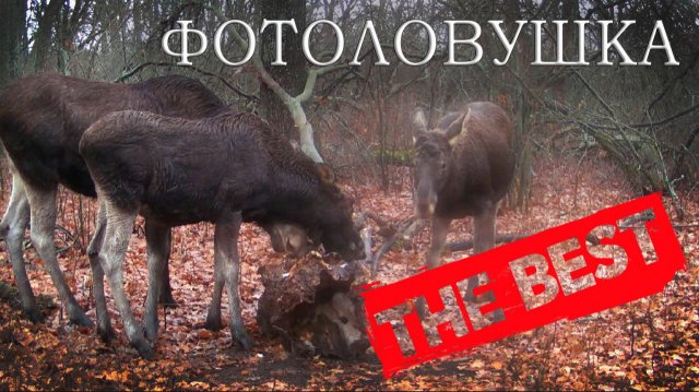 Лучшие видео с ФОТОЛОВУШЕК в лесу за 2023 год