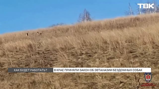 Закон об эвтаназии бездомных собак приняли в Красноярском крае