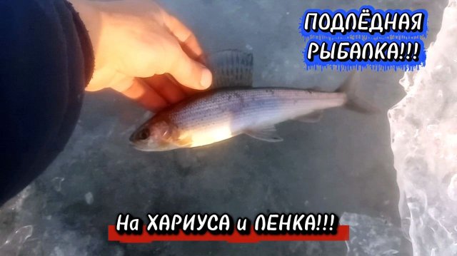 ПОДЛЁДНАЯ РЫБАЛКА 2025! На ХАРИУСА и ЛЕНКА! С ПОВОДНОЙ ВИДЕО СЪËМКОЙ!!!