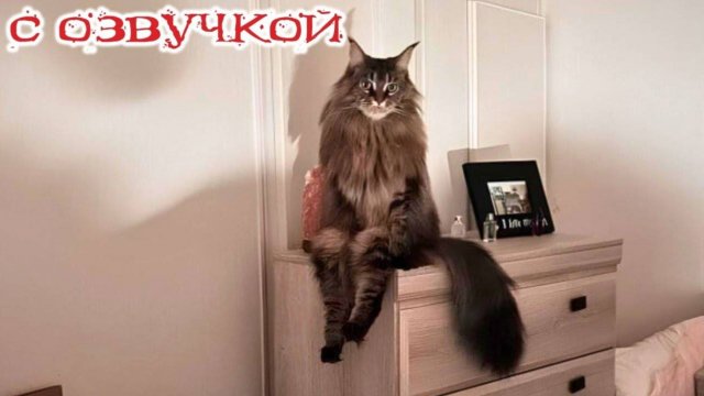 ВИДЕ ОПРИКОЛЫ ТАЙНАЯ ЖИЗНЬ ДОМАШНИХ ЖИВОТНЫХ, СНЯТАЯ НА КАМЕРУ с озвучкой