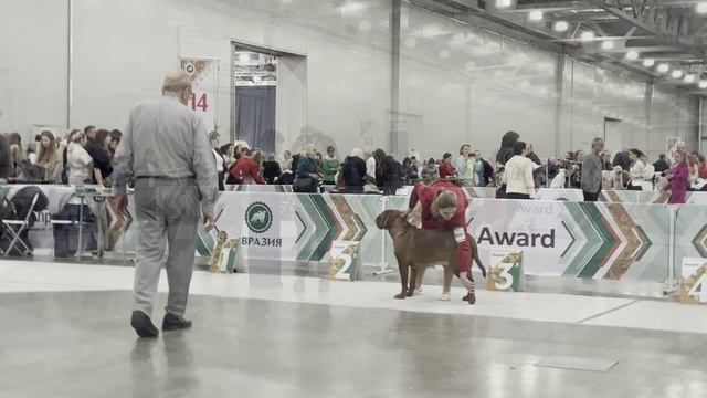 15 ноября 2025 года ринг бордоского дога