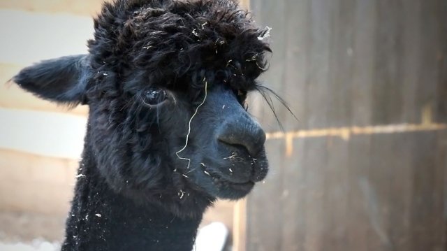 Новый обитатель нашего зоопарка - очаровательная альпака и ее взрослые поклонники.