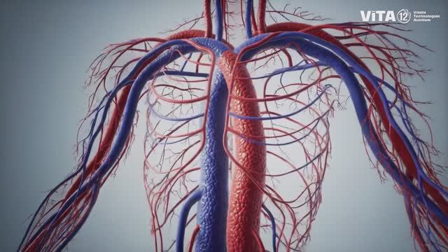 ViTA12: СЕРИЯ C - СЕРДЕЧНО-СОСУДИСТАЯ, КРОВЕНОСНАЯ СИСТЕМЫ