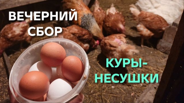 Курица хороша тем что несется каждый день Вечерний сбор яиц