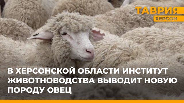 В Херсонской области институт животноводства выводит новую породу овец