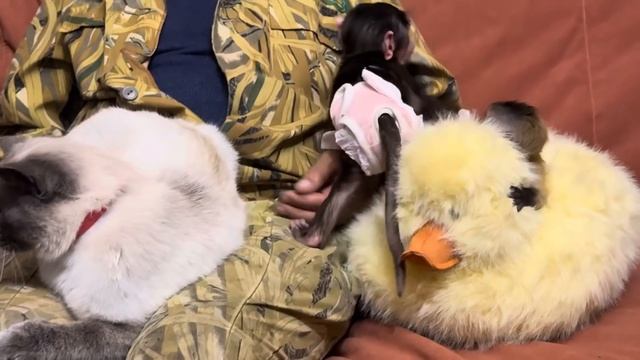 И снова НА АРЕНЕ терпеливый Басик, шкодная Анфиса, тихий Финик и УТОЧКА)))