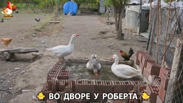 Содержание кур в домашних условиях и других птиц во дворе у Роберта 🐣🐤🦆🐔🪿🦃 (339)