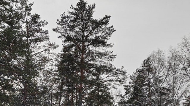КАК ПРАВИЛЬНО МОЛИТЬСЯ / МОЛИТВА В ЛЕСУ 🙏❄️