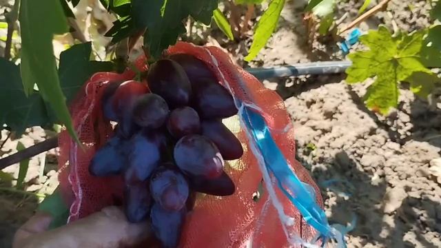 Сеянцы новинки 2 августа 2025. Виноградник Щереденкова В. А.mp4