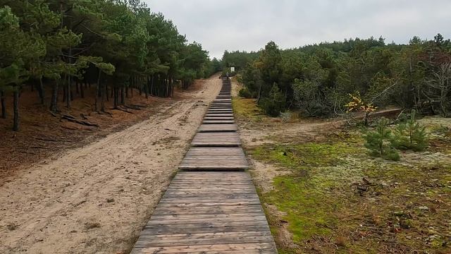 Экотропа Озеро Лебедь на Куршской косе