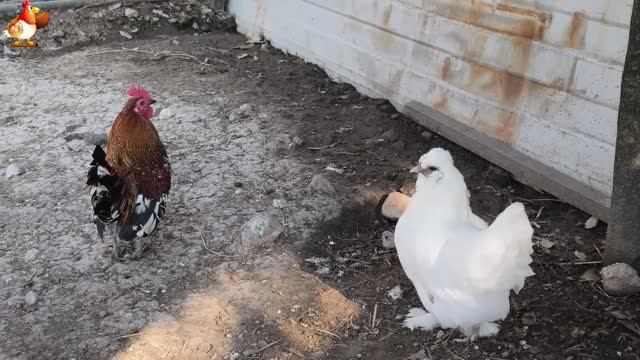 Любовь птицевода к Курочкам 🐥🐔🥚 Нежное видео 🐓 Версия (67)