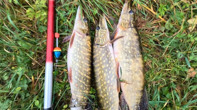 РЫБАЛКА НА ЩУКУ! ПОПЛАВОК ВСЕГДА ВЫРУЧИТ. РЫБАЛКА  НА ЖИВЦА!