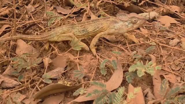 Мадагаскар часть 24. #Мадагаскар #путешествие #приключения #остров