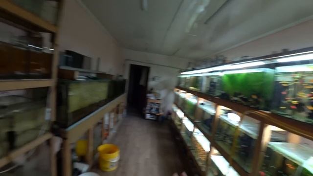 Что с Неоном. Что с Данио. Что с Апистограмой