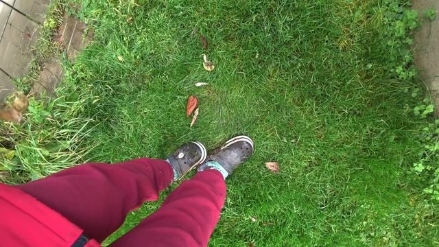 Последние дни на даче. Обрезаю и укрываю розы