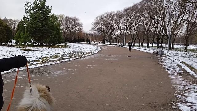 Вик. Тренировка по послушанию. Быстрый подзыв. Ноябрь 25