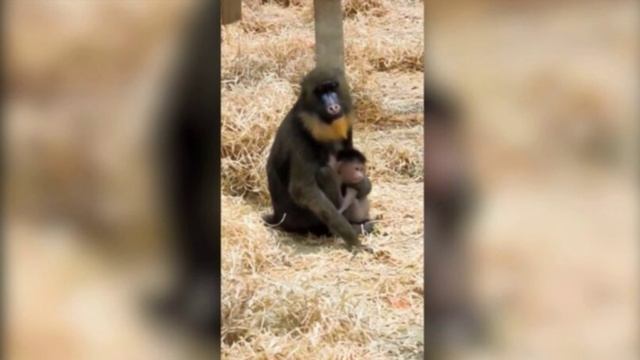 В калининградском зоопарке впервые за 20 лет родился мандрил