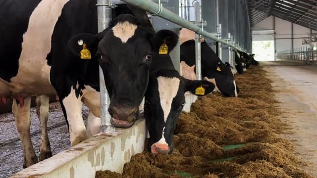 Вельский район