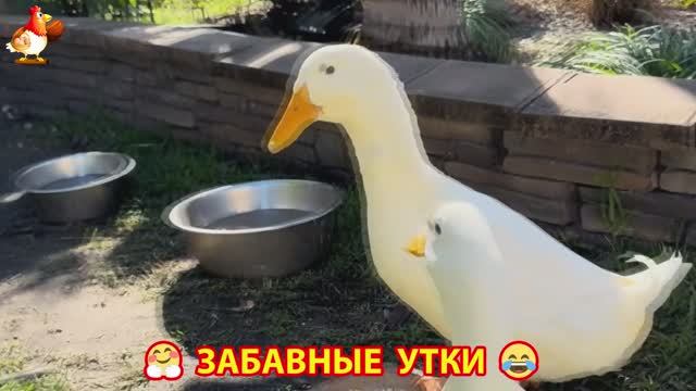 Забавные утки мускусные и пекинские на свободном выгуле со своими друзьями ч.(291) ❣️🤗😂