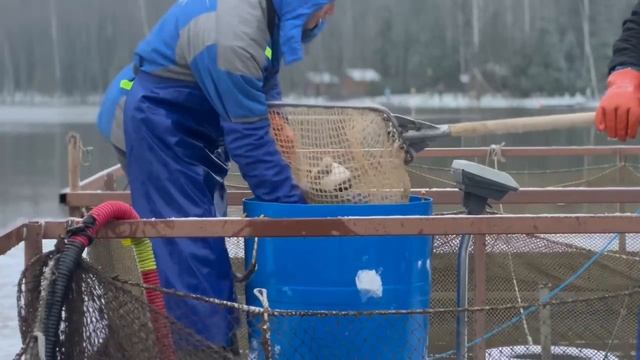 Запуск форели