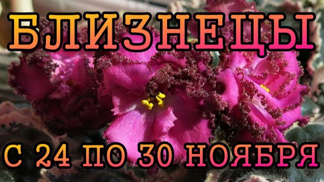 БЛИЗНЕЦЫ таро прогноз на неделю с 24 по 30 НОЯБРЯ 2025 года.