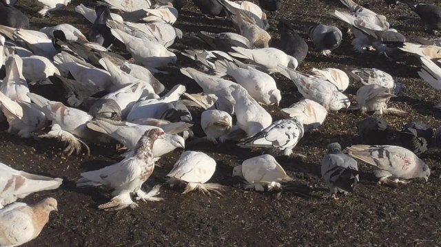 Бойные голуби Олега. Рязанская  область .Рыбновский район( 2 серия)