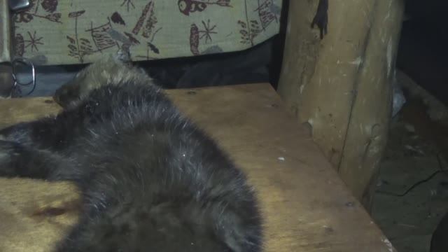 Охота на соболя. Часть 4. 2025 год. Якутия. Ленск.