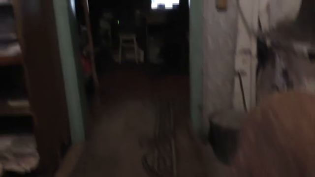 Утро.  Кошки балуются.  Ухожу на благовестие о кресте со Христом. 07. 11. 2025