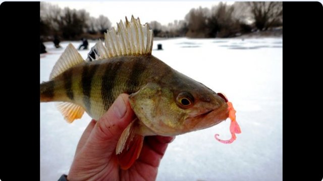 Первый лед 2025 Ловля окуня зимой на съедобную резину