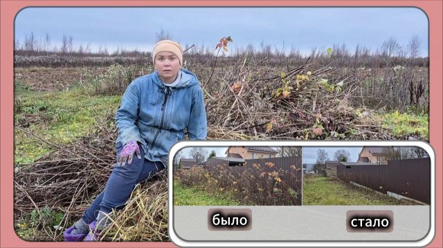 Осенняя чистка малины: как превратить заросли в урожай мечты!