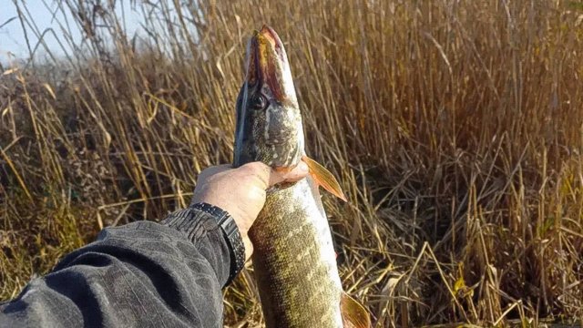 Разведка нового места. Тейл-спиннер как всегда в ударе💪🏻