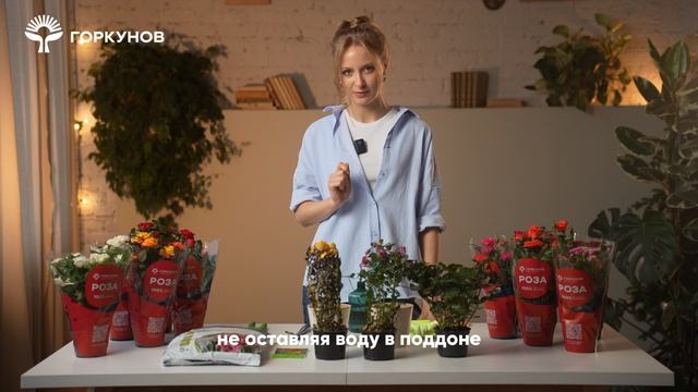 Спасение горшечной розы - инструкция