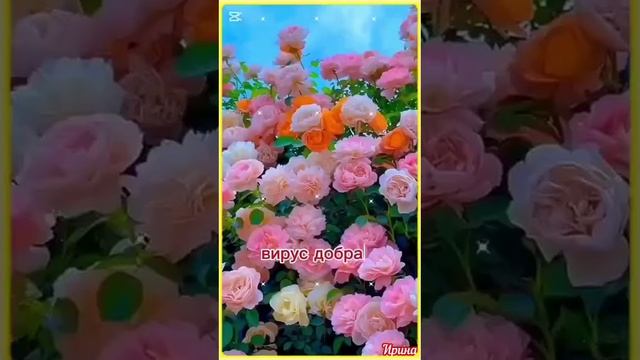 Мои друзья, я рада вам без меры