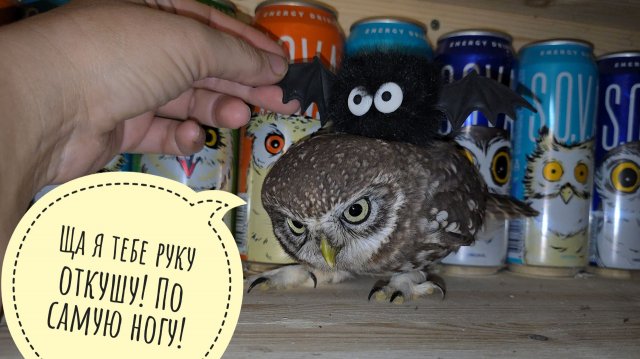 Дерёмся с маленькой совой в шкафу. Сыч Лучик в совиной ярости терзает игрушечки