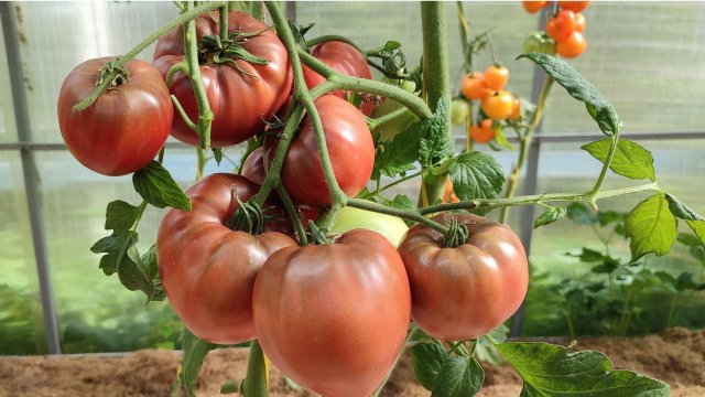 КОЛЛЕКЦИОННЫЕ ТОМАТЫ ДЛЯ ТЕПЛИЦ. 2025г.