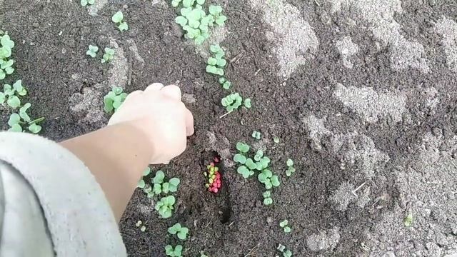 16-2023 Дачный влог _ Обзор участка __ Elena Pero