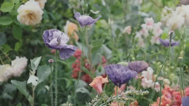 САДЫ АВСТРАЛИИ ПРЕОБРАЖЕНИЕ ЧАСТНОГО САДА В КОТТЕДЖЕ В СТИЛЕ  ФЭНТЕЗИ