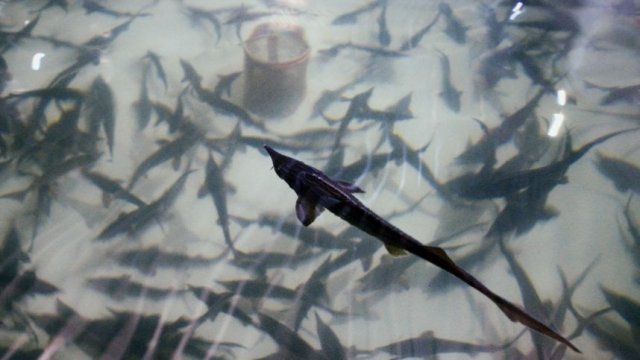 Ждем черную икру: в Азовском море успешно восстанавливают популяцию осетровых