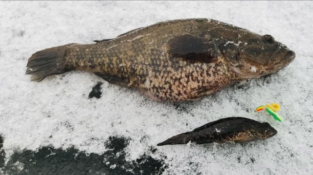 Ловлю ротанов. Зимняя рыбалка.